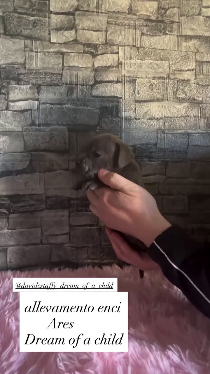 Staffordshire cani in vendita: Staffordshire bull terrier - Video 4