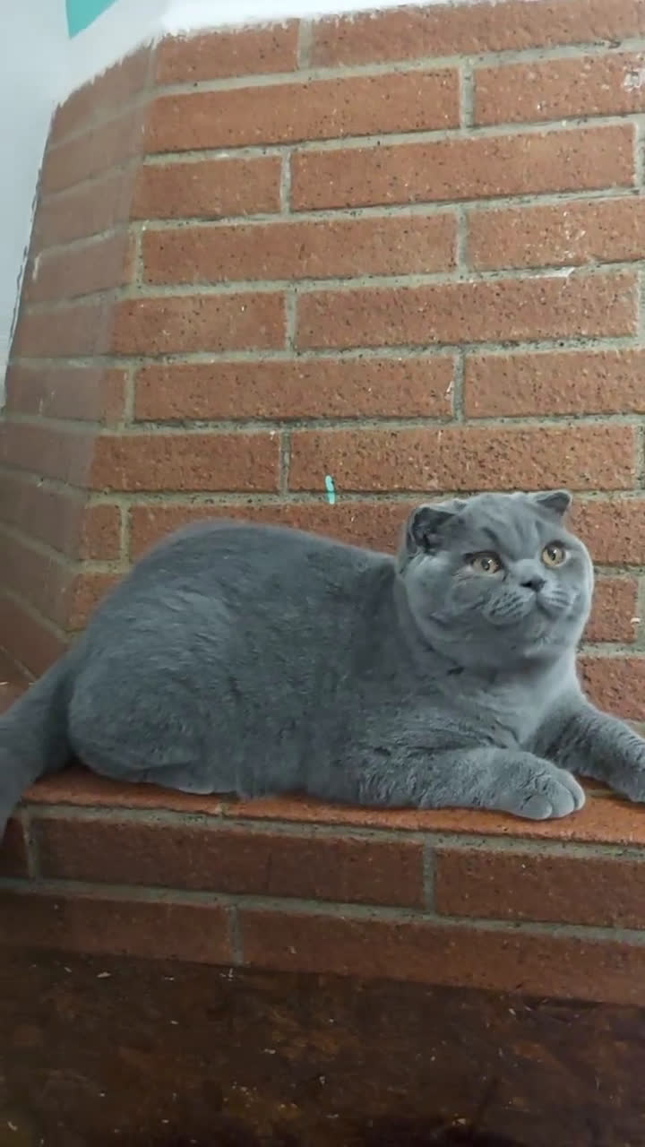 Scottish gatti in vendita: Scottish Fold/Straight  e British  a Città Metropolitana di Torino - Video 1