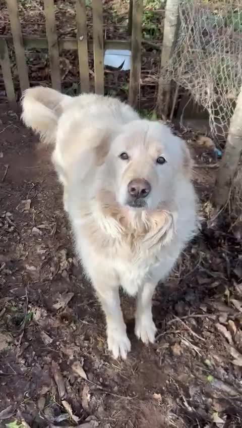 Meticcio cani in regalo: Biancone splendido cagnolone cerca casa  - Video 3