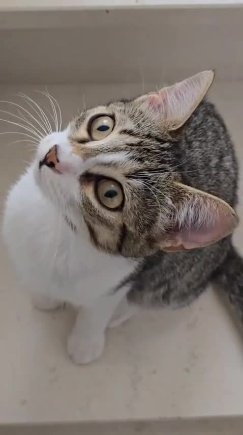 Altre razze gatti in regalo: Gattini (2 ♀ 1 ♂) - Video 1