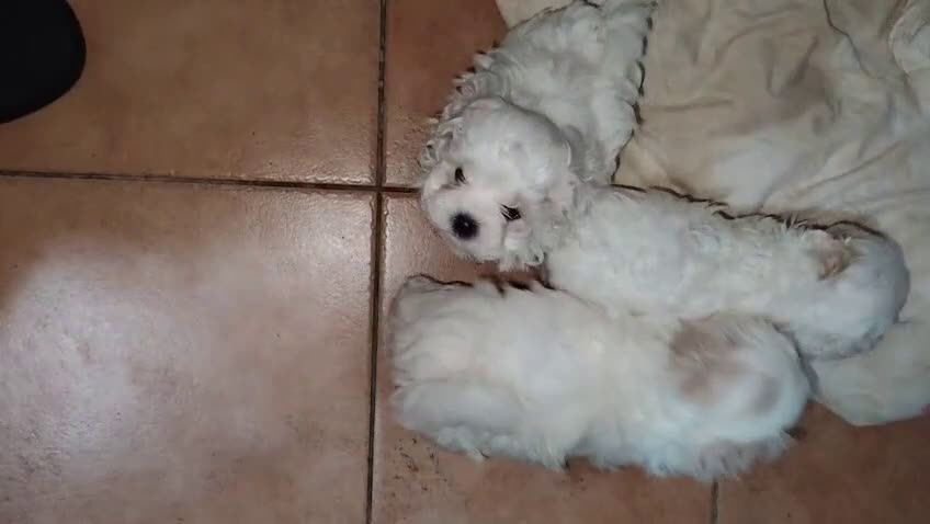 Maltese cani in vendita: Maltese  - Video 1