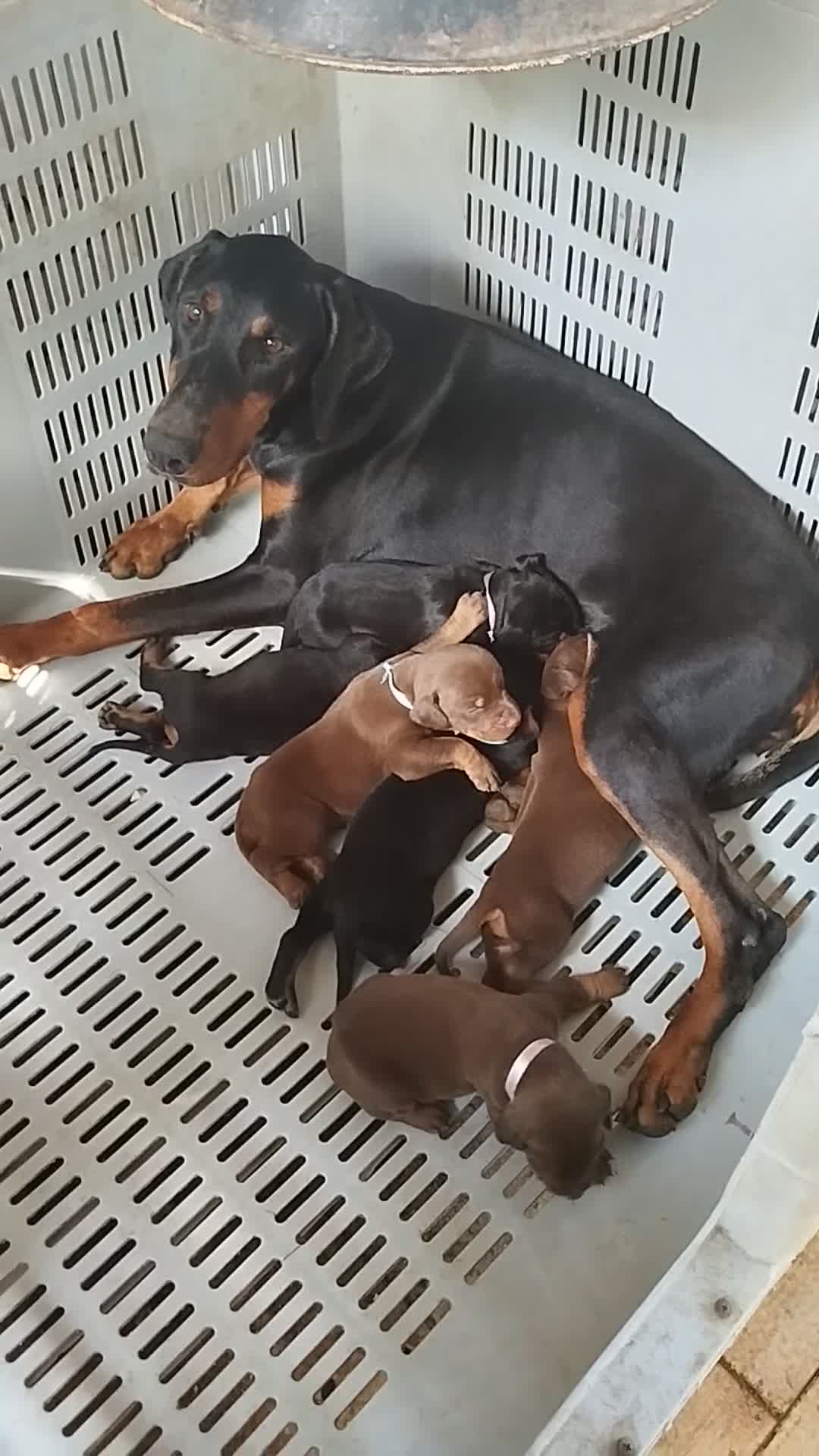 Dobermann cani in vendita: Cuccioli di dobermann  a Libero consorzio comunale di Trapani - Video 1