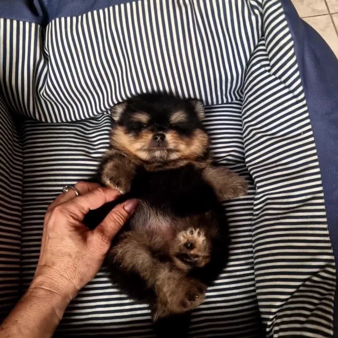 Spitz cani in vendita: Spitz di Pomerania NANO  - Video 2