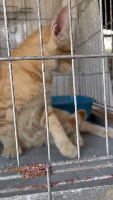 Europeo gatti in regalo: Micino rosso maschio occhi verdi - Video 3