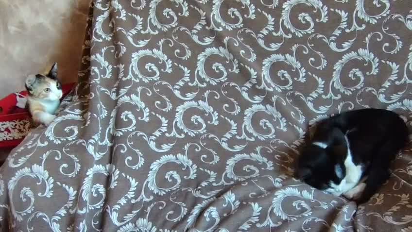 Europeo gatti in regalo: 🖤🧡 TOMMY DOLCE GATTINO CERCA CASA - Video 4