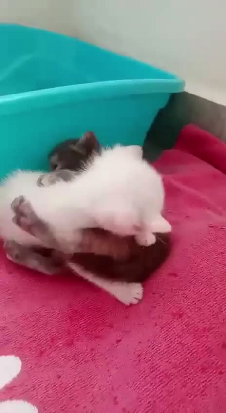 Altre razze gatti in regalo: PIOGGIA E TEMPESTA a Città metropolitana di Roma Capitale - Video 1