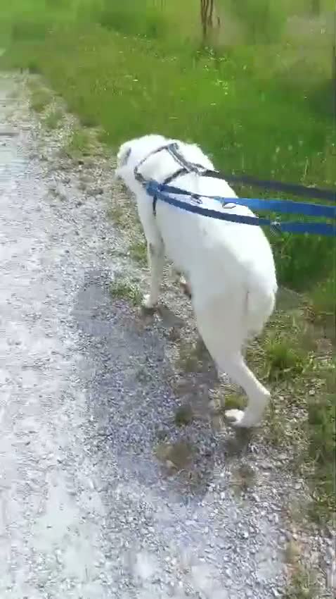 Meticcio cani in regalo: GENNA ALLA RICERCA DI UN PO' D'AMORE - Video 2