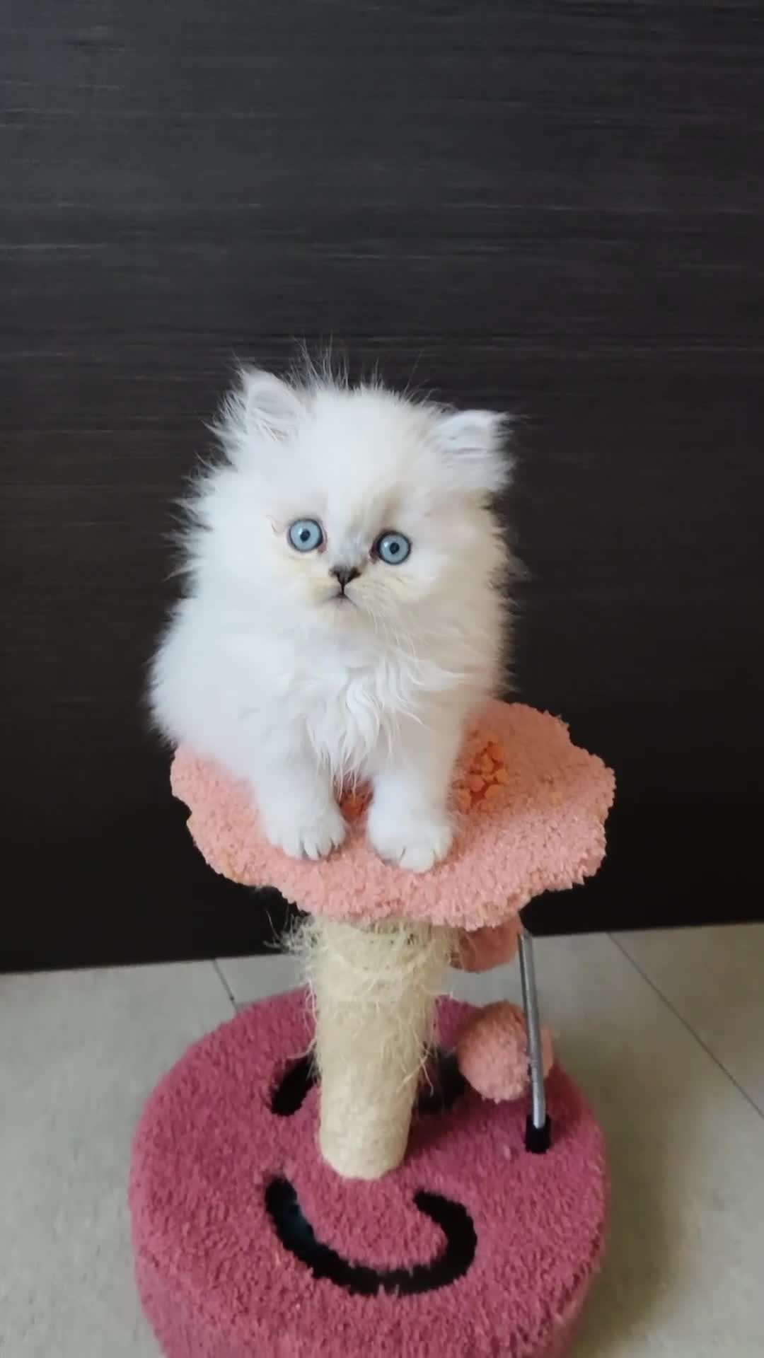 Persiano gatti in vendita: Cucciolata persiani Chinchilla  - Video 1