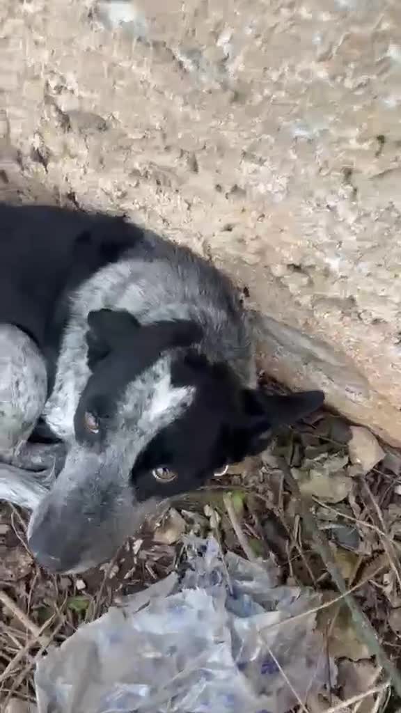Altre razze cani in regalo: Taglia media, 3 anni scarsi, dolce FLORA  - Video 1