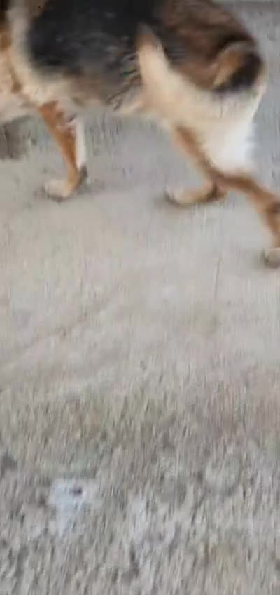 Pastore Tedesco cani in regalo: Gemma, pastore tedesco in canile - Video 1