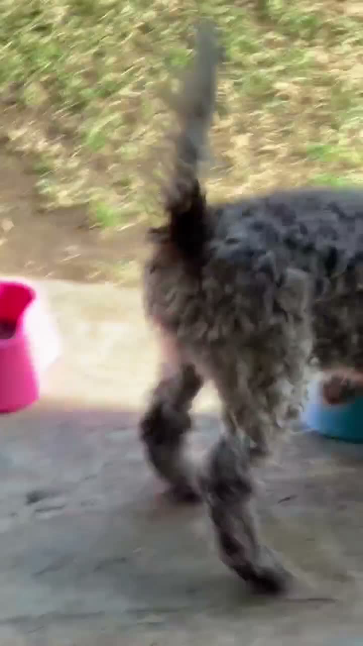 Lagotto cani in vendita: Cuccioli di Lagotto romagnolo - Video 2