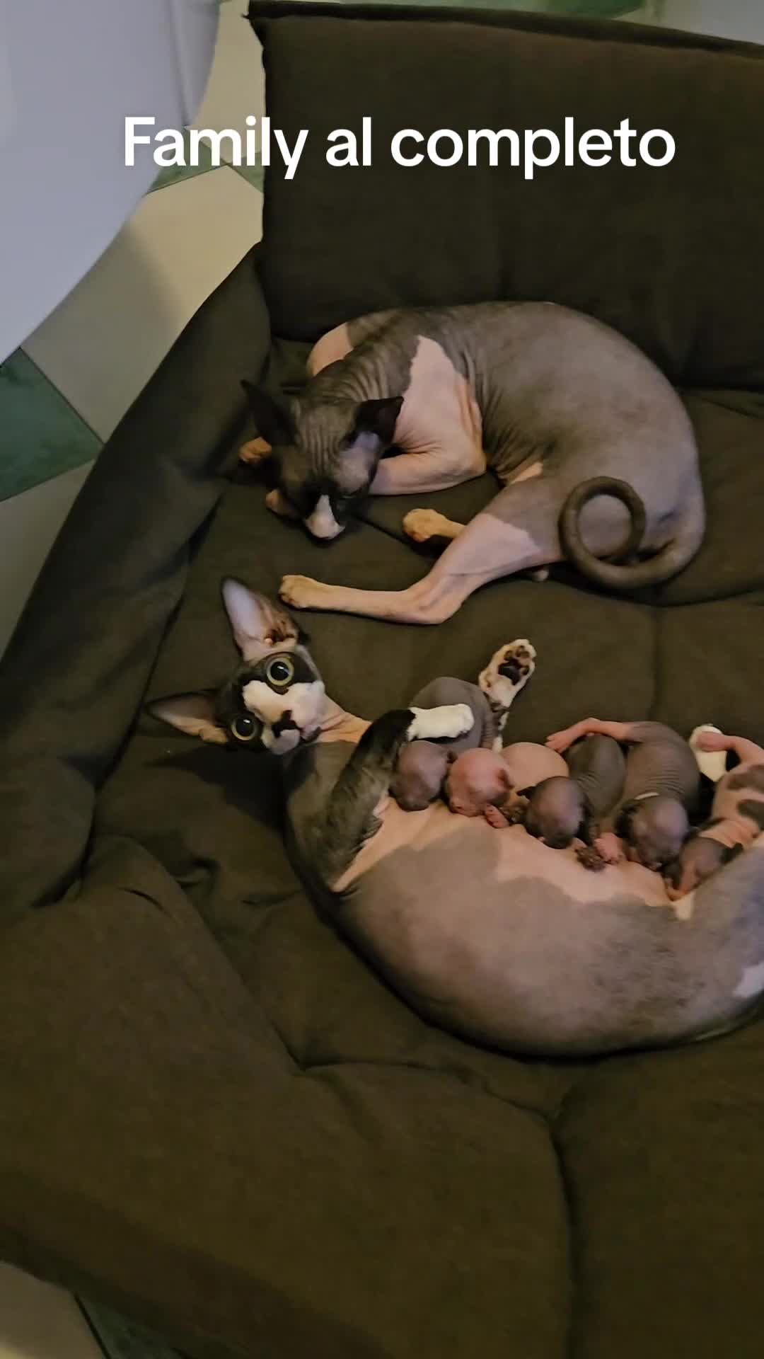Sphynx gatti in vendita: Strepitosi Sphynx  - Video 2