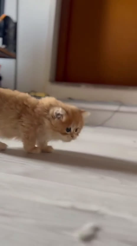 British gatti in vendita:  🩵Cuccioli British Longhair disponibili 🩵 - Video 3