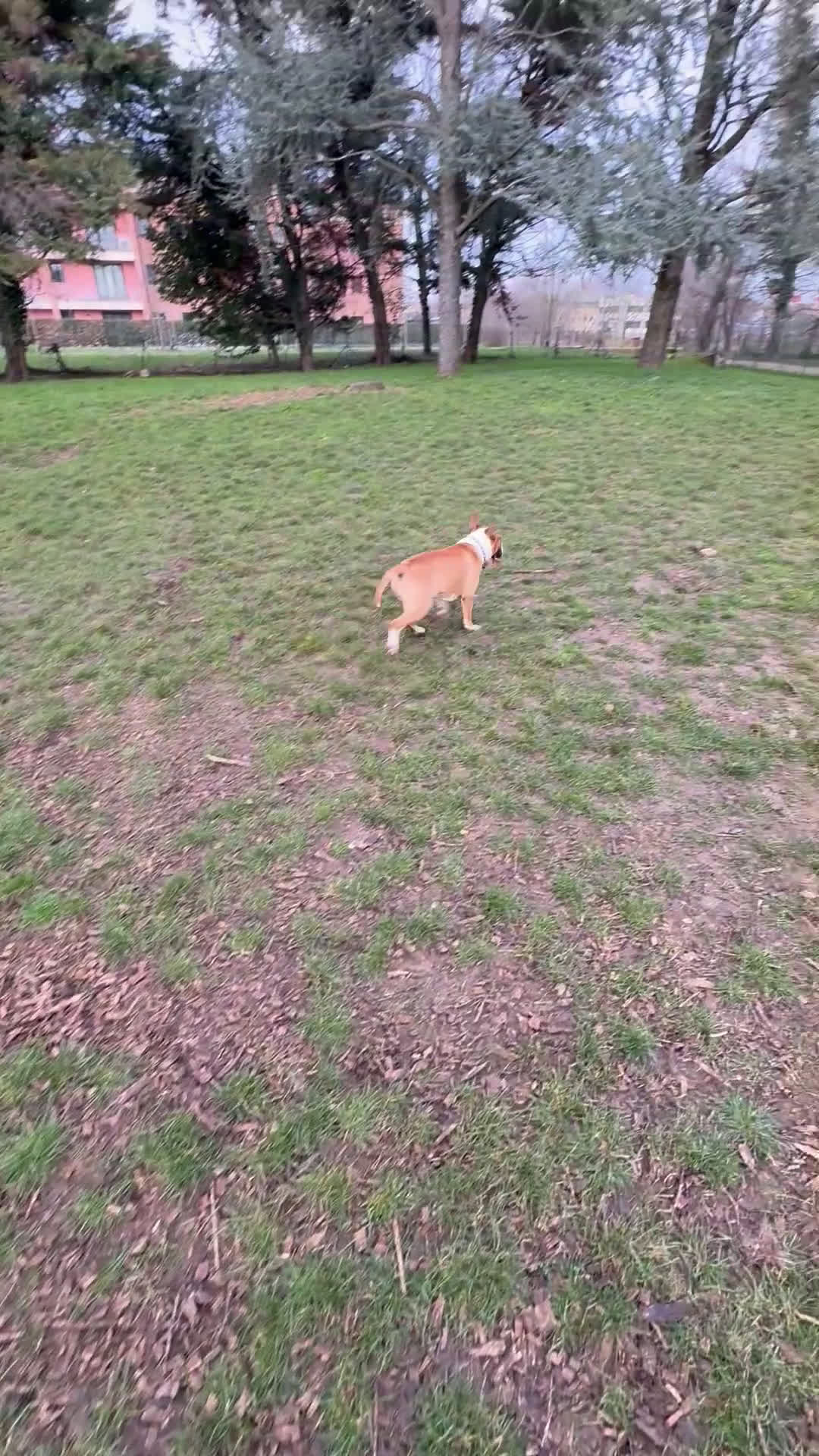 Bull Terrier cani in vendita: Bull terrier standard  - Video 1