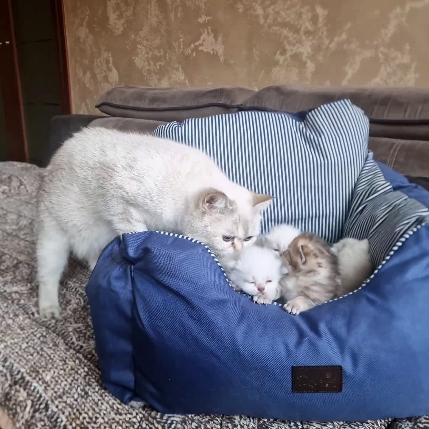 British gatti in vendita: British shorthair e longhair  - Video 5