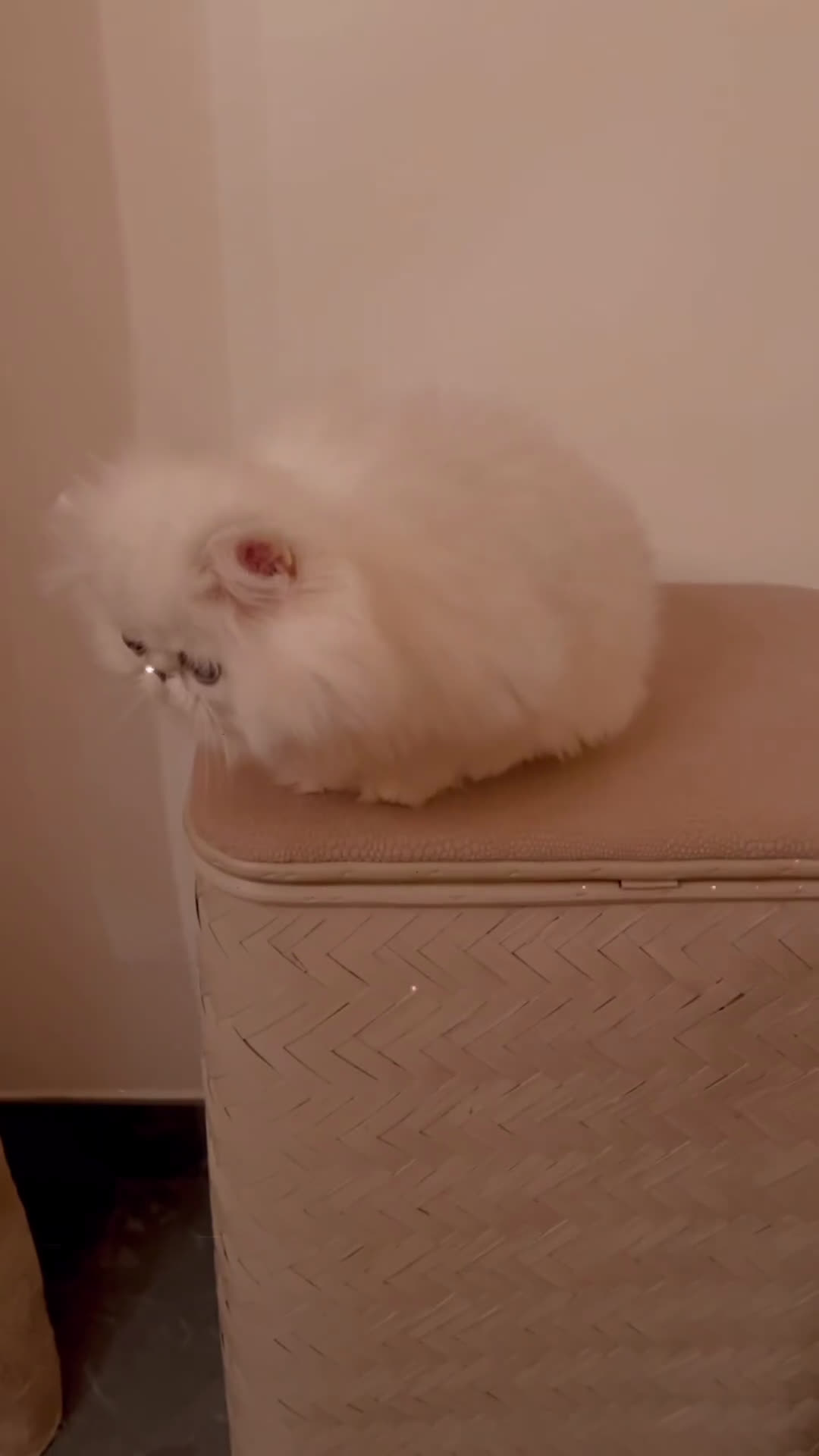 Persiano gatti in vendita: Cucciolo di razza persiana  - Video 1