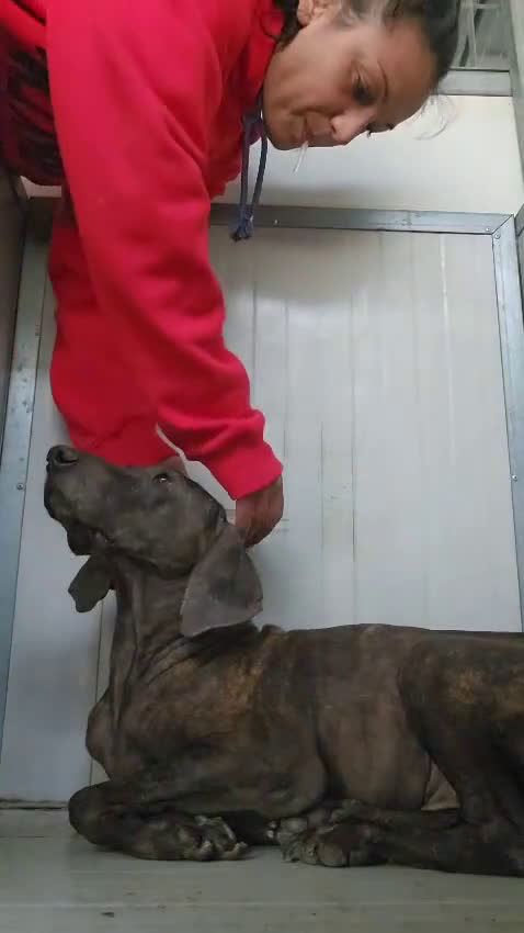 Bracco cani in regalo: Michele: adozione del cuore - Video 1