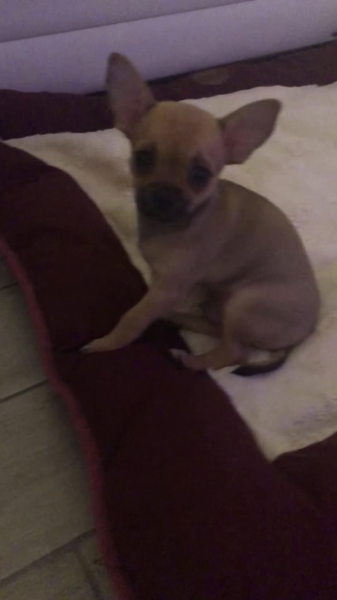 Chihuahua cani in vendita: Chihuahua  - Video 1