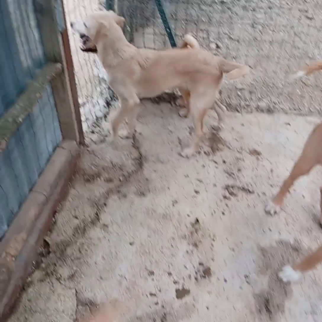 Meticcio cani in regalo: LA DOLCE ALBICOCCA a Città metropolitana di Roma Capitale - Video 1