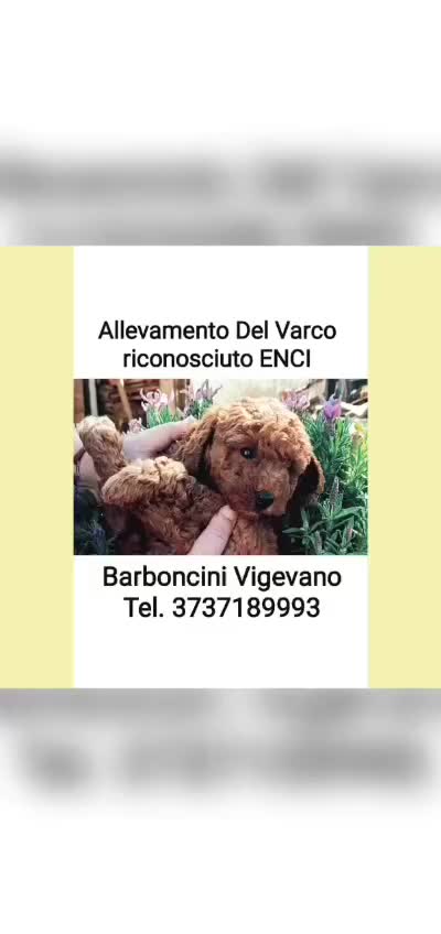 Barboncino cani in vendita: Barboncini nani con pedigree ENCI - Video 1