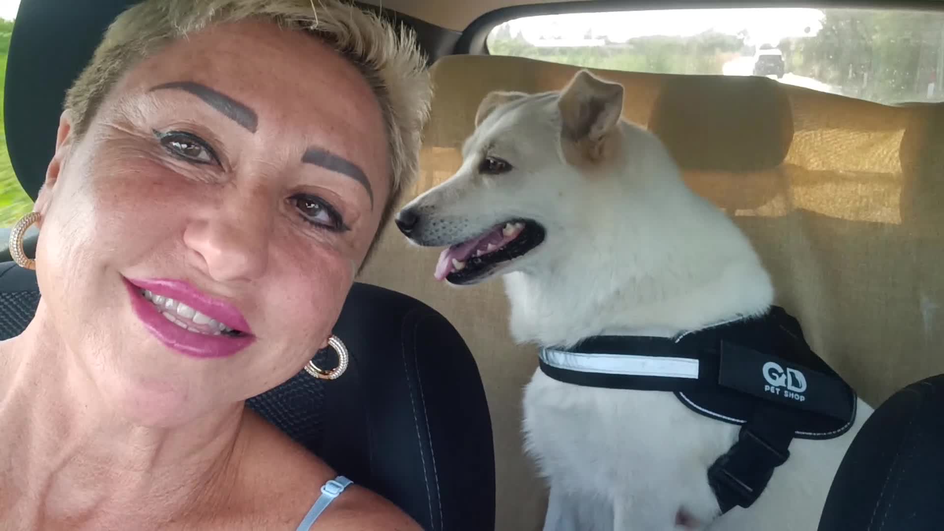 Meticcio cani in regalo: CANE METICCIO CERCA FAMIGLIA  - Video 1