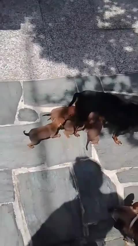 Pinscher Miniatura cani in vendita: Cuccioli Pinscher nano  - Video 3