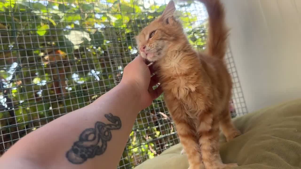 Maine Coon gatti in vendita: Cucciolo rosso di maine coon (Sunfyre) - Video 3