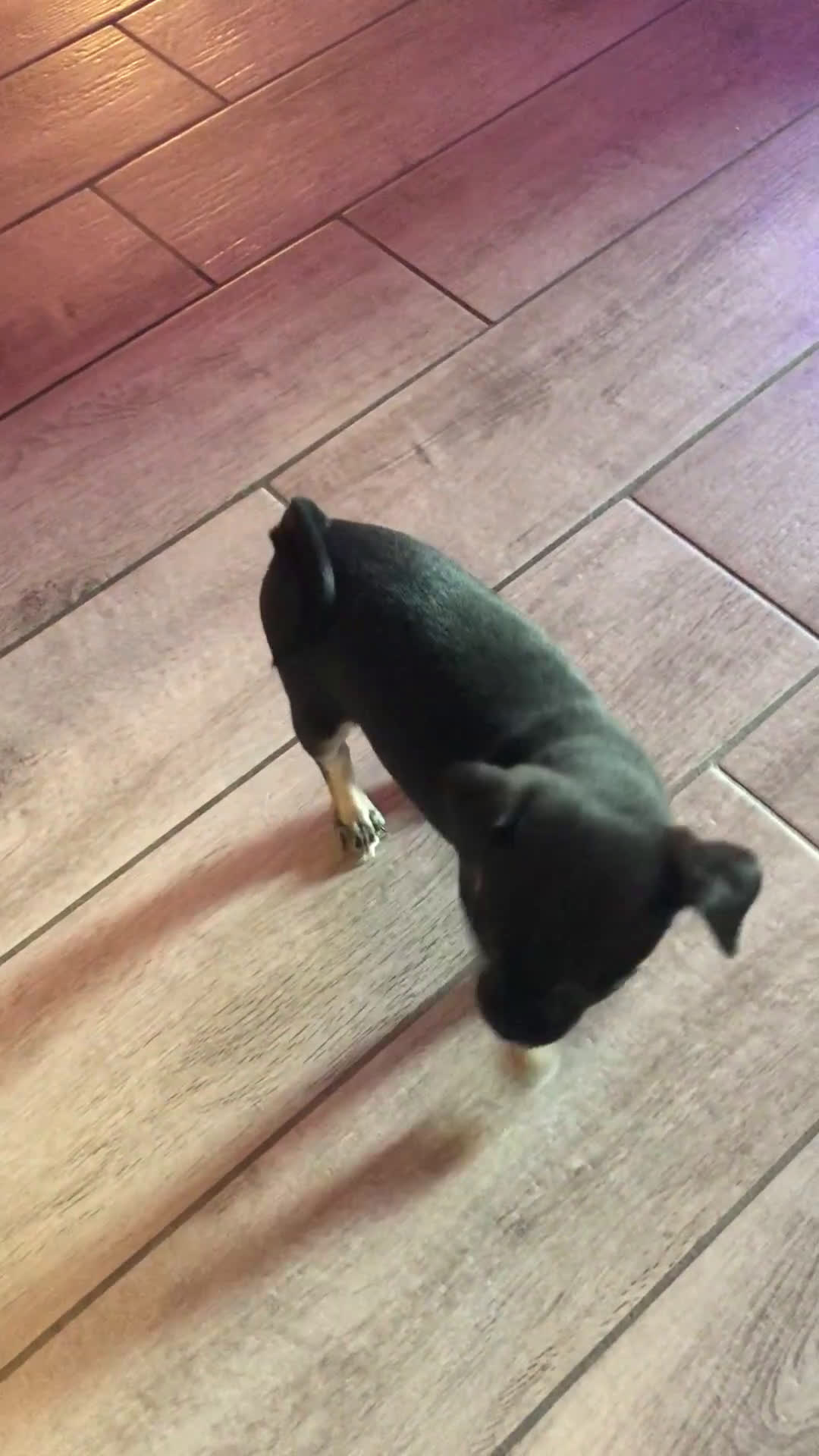 Chihuahua cani in vendita: Extra chihuahua  - Video 3