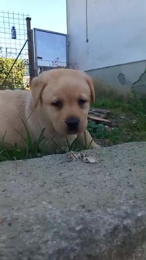 Labrador cani in vendita: Labrador  - Video 1