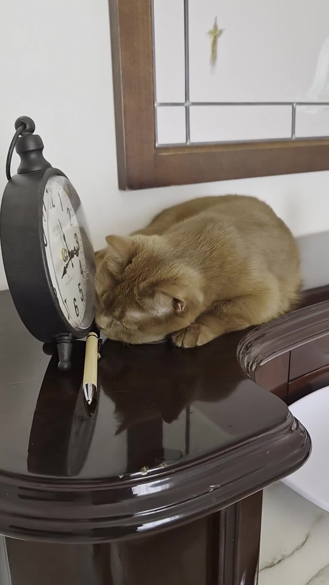 British gatti in vendita: British shorthair  - Video 1