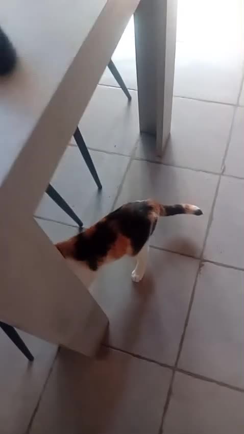 Meticcio gatti in regalo: Gattina tricolore  - Video 1
