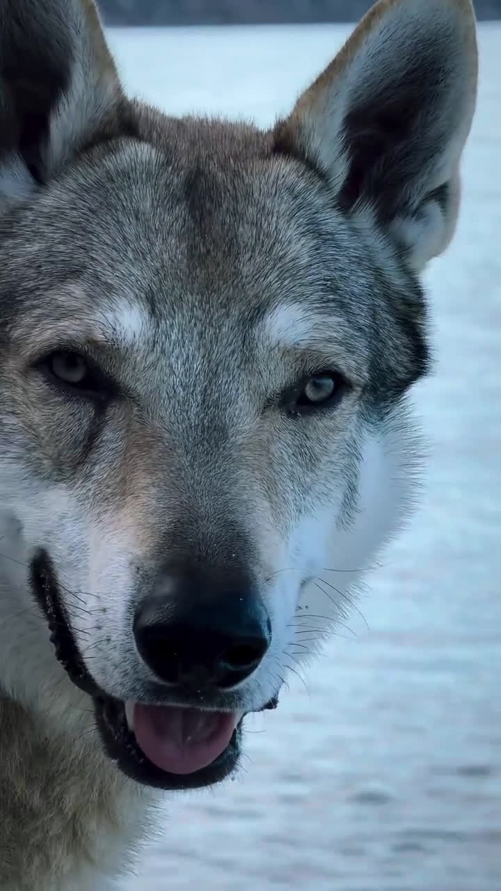 Lupo Cecoslovacco cani in regalo: Vero lupo cecoslovacco 3 anni - Video 1