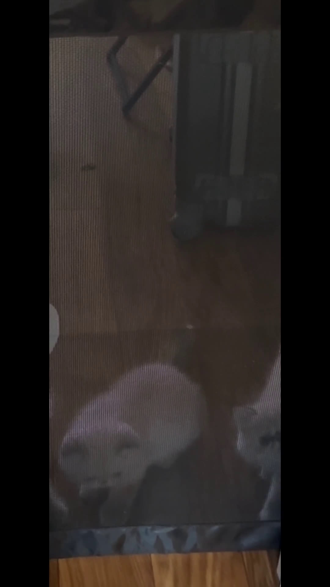 Exotic Shorthair gatti in vendita: CUCCIOLO EXOTIC Blu TabbyPoint-PREZZO INTERESSANTE a Provincia di Verona - Video 1