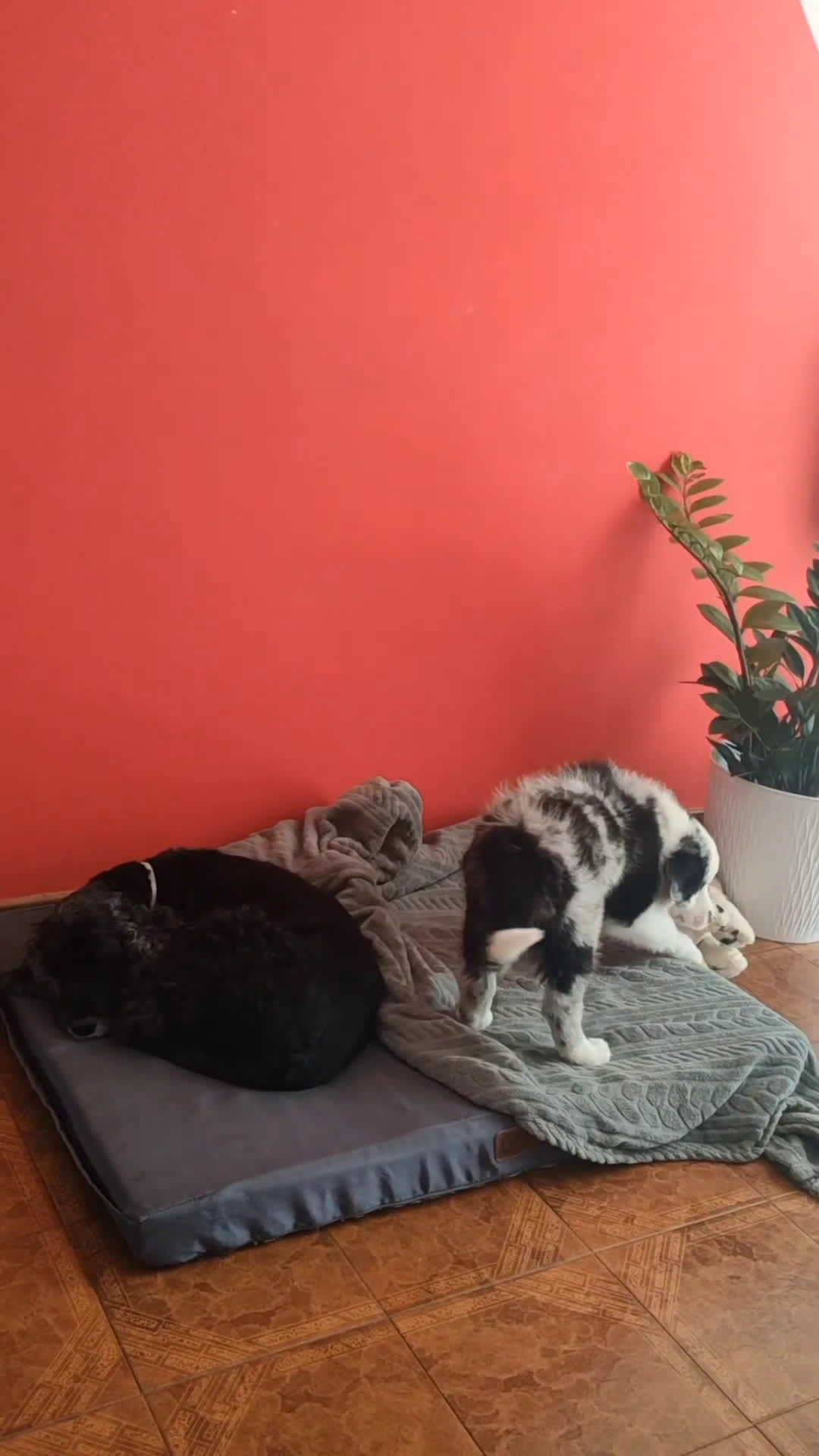 Border Collie cani in vendita: Cucciolo maschio di border collie blue merle a Città metropolitana di Milano - Video 2