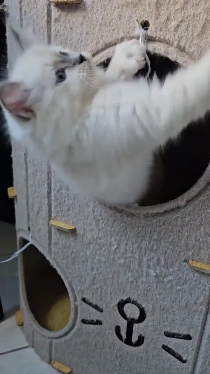 Ragdoll gatti in vendita: Cuccioli Ragdolls con pedigree  - Video 1