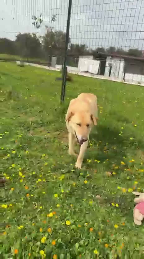 Meticcio cani in regalo: Ciabatta - Video 1