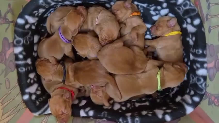 Vizsla cani in vendita: Disponibili ultimi maschietti Vizsla stupendi - Video 2