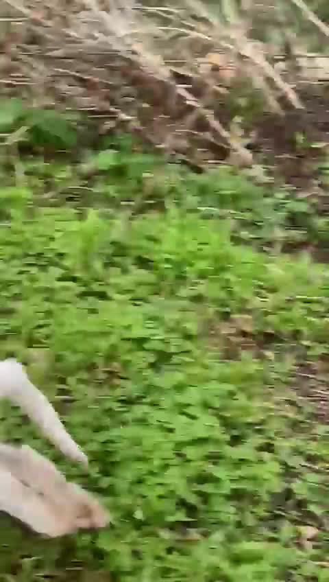 Meticcio cani in regalo: Fuffy cucciolo adorabile - Video 2