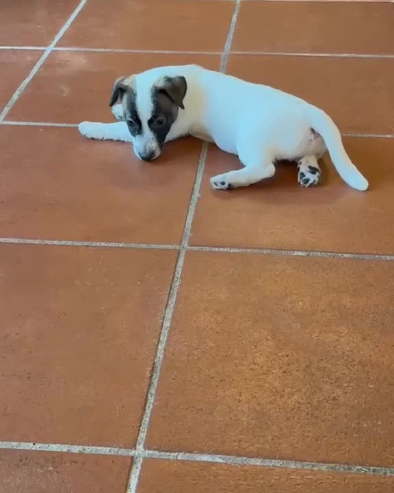 Jack Russell cani in vendita: 𝕊𝕋𝕌ℙ𝔼ℕ𝔻𝕀 ℂ𝕌ℂℂ𝕀𝕆𝕃𝕀 𝕁𝔸ℂ𝕂 ℝ𝕌𝕊𝕊𝔼𝕃𝕃 a Città metropolitana di Roma Capitale - Video 2