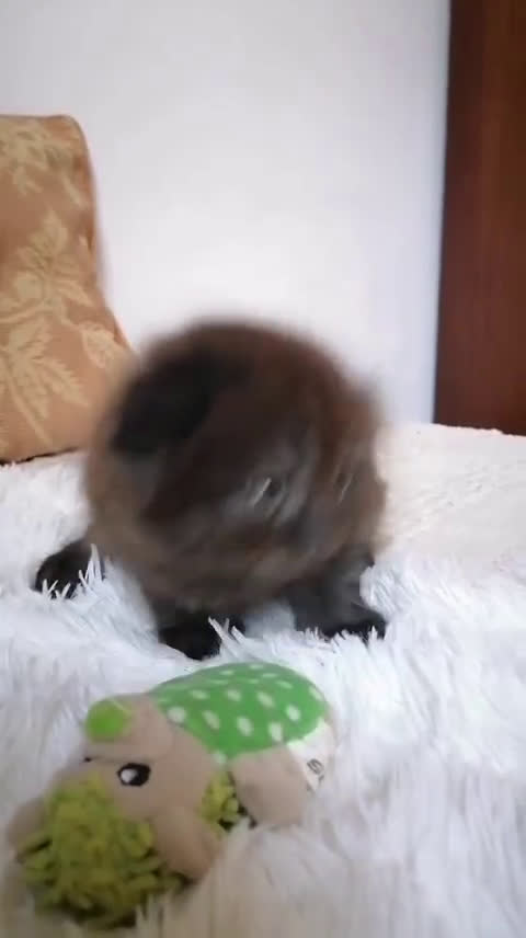 Scottish gatti in vendita: Scottish fold  a Provincia di Reggio Emilia - Video 1