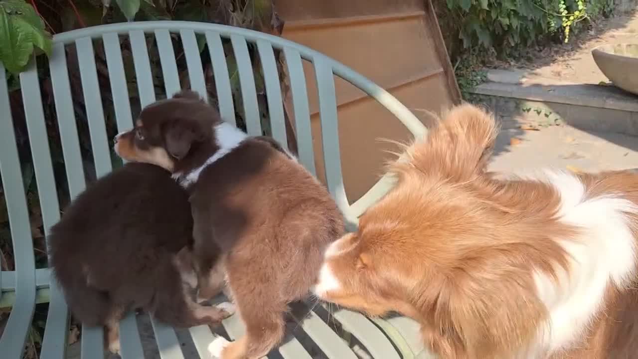 Australian Shepherd cani in vendita: pastore australiano  - Video 1