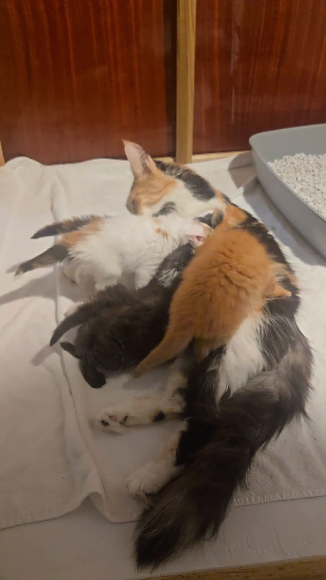 Maine Coon gatti in vendita: Cuccioli di Maine Coon pedigree da compagnia  - Video 1