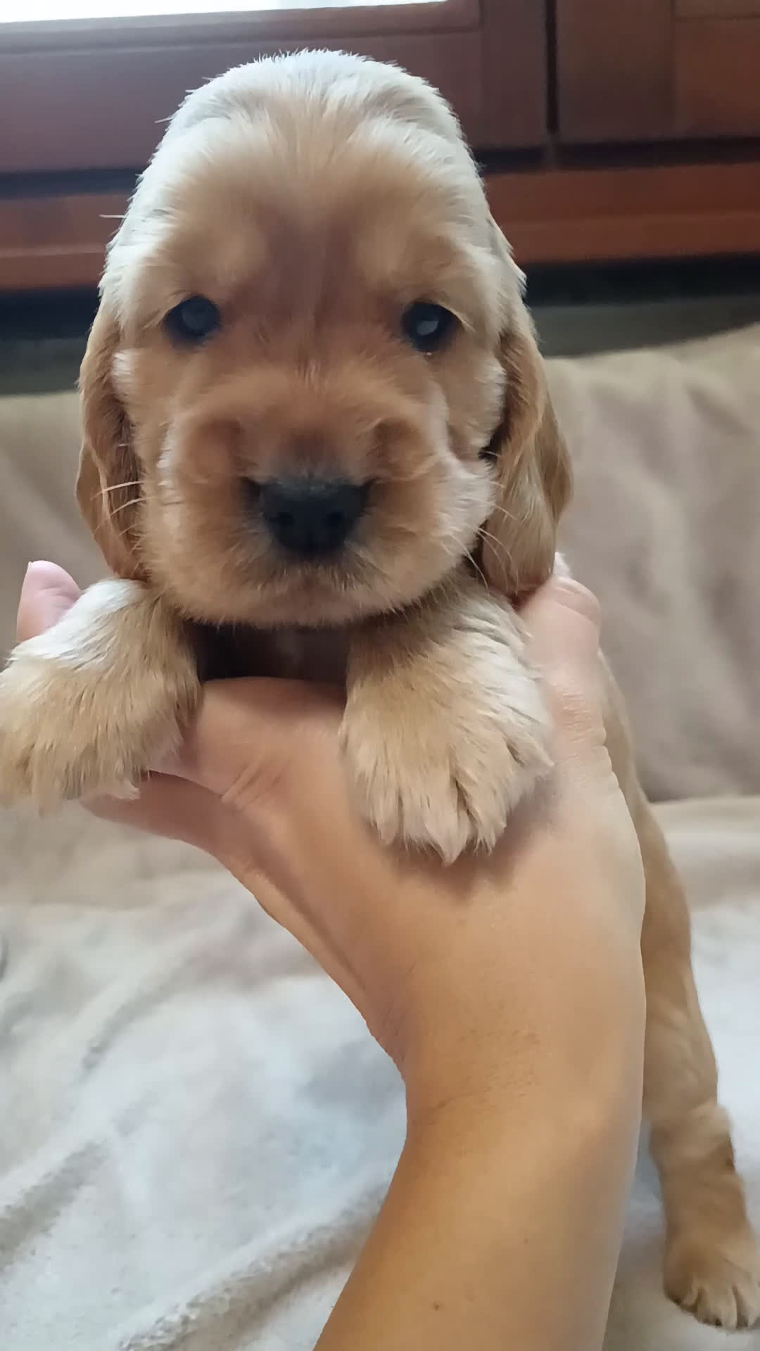 Cocker cani in vendita: Cuccioli Cocker Spaniel  - Video 4