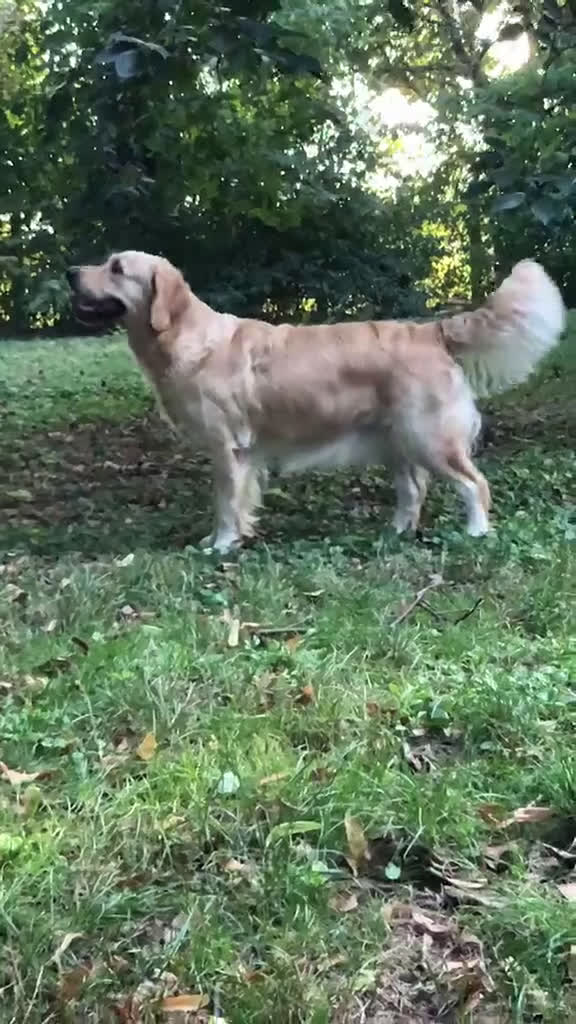 Golden Retriever cani in vendita: Cuccioli di golden retriever - Video 1