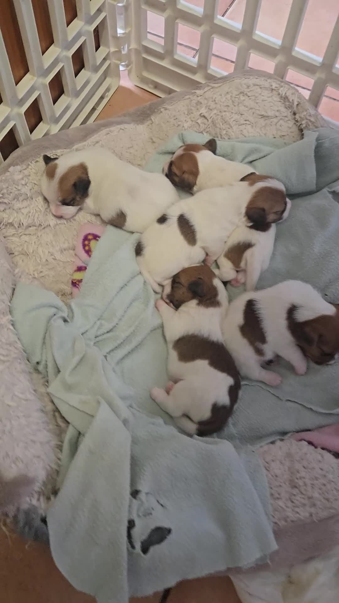 Jack Russell cani in vendita: Cuccioli Jack russell terrier  - Video 1