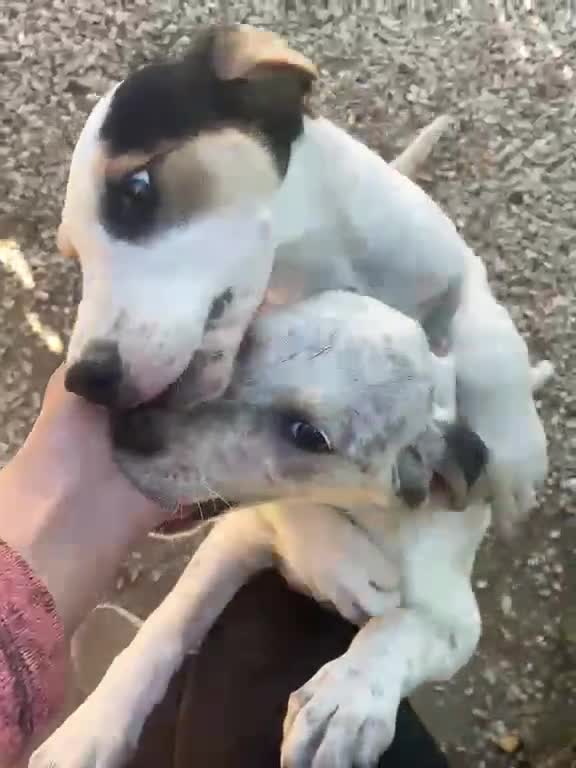 Meticcio cani in regalo: SOS SOS SIMPATICA E TENERA SIRYA a Provincia di Pavia - Video 2
