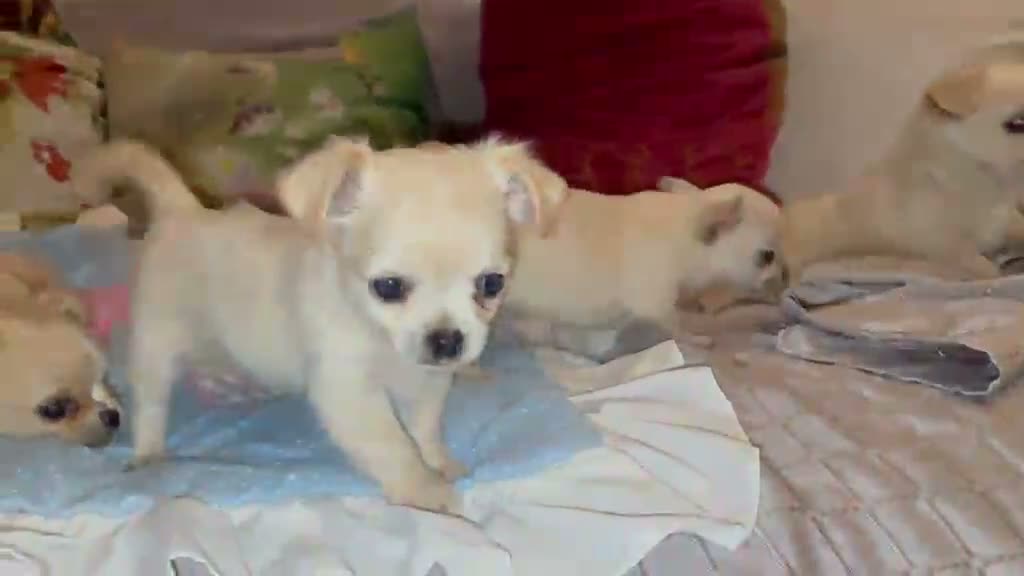 Chihuahua cani in vendita: Cuccioli di Chihuahua - Video 2