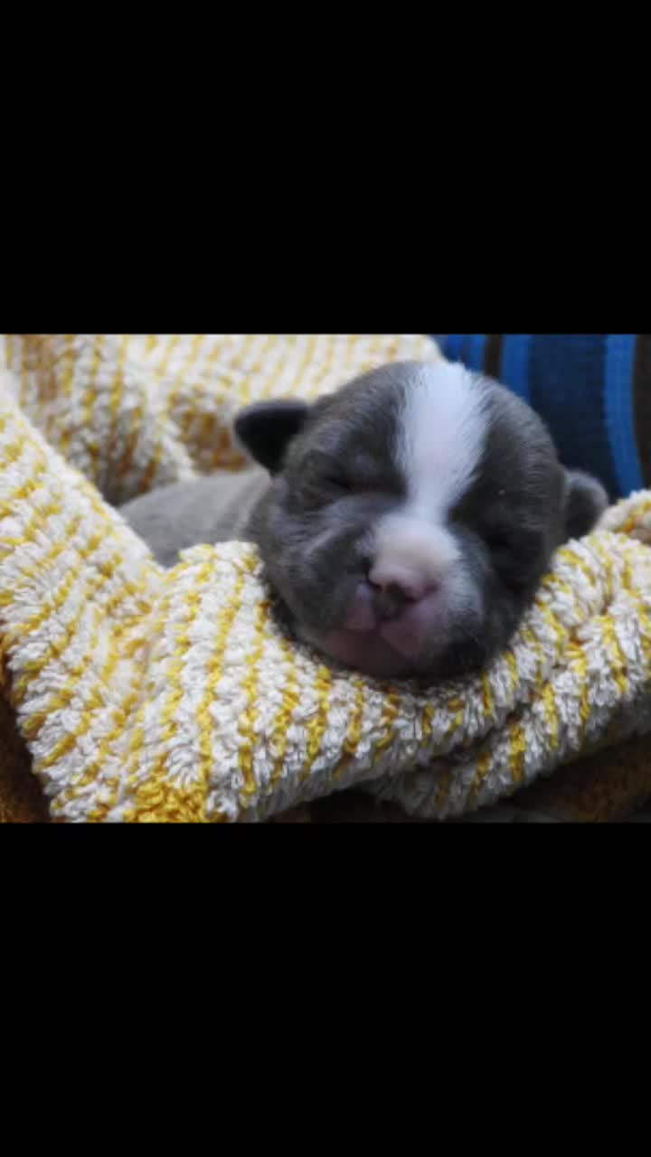 Staffordshire cani in vendita: Staffordshire bull terrier staffy a Provincia di Frosinone - Video 1