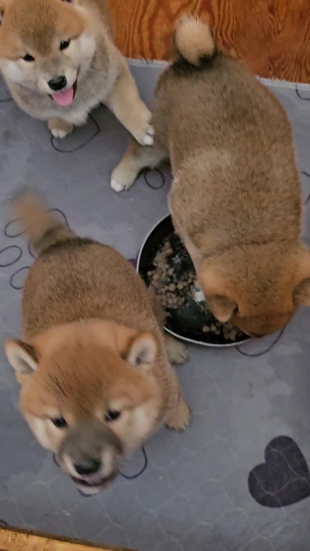Shiba Inu cani in vendita: Shiba maschietto a Città Metropolitana di Firenze - Video 1