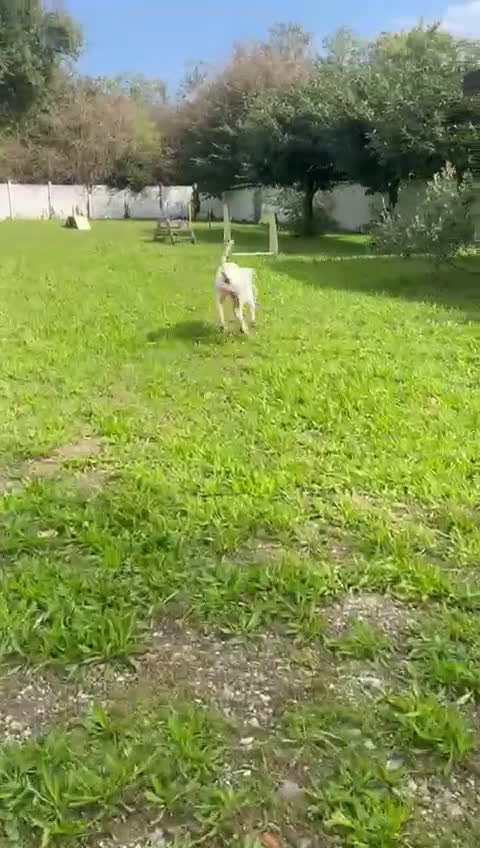 Meticcio cani in regalo: LOLA DOGO ARGENTINO - Video 1
